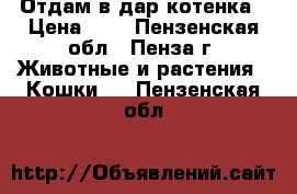 Отдам в дар котенка › Цена ­ 5 - Пензенская обл., Пенза г. Животные и растения » Кошки   . Пензенская обл.
